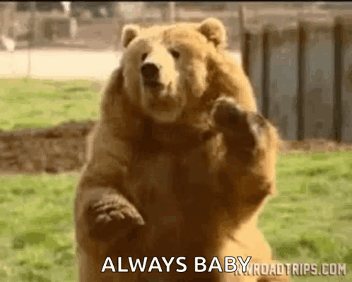 A brown bear standing upright and waving its right paw.