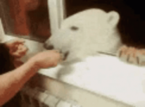Bear Polar Bear GIF