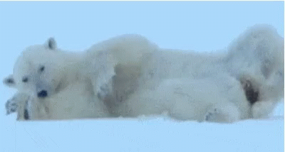 Bear Sexy GIF