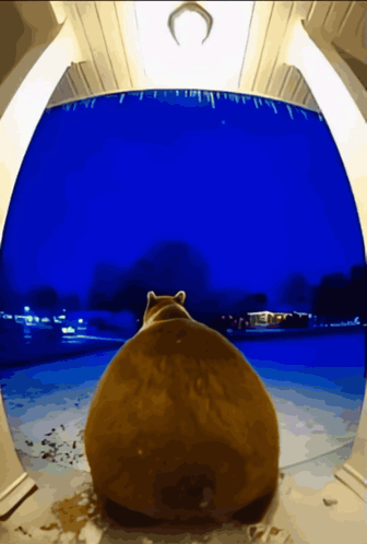 Bear Twerk Animal Twerk GIF