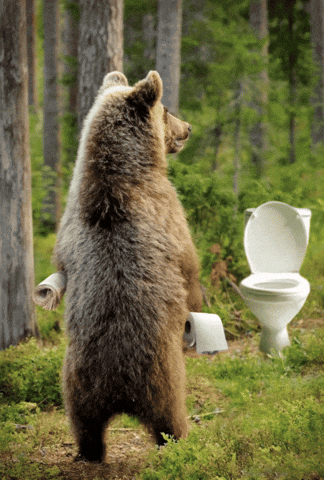 Bear Woods Obvious GIF
