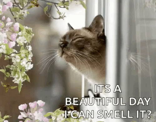 Beautiful Day Flowers GIF