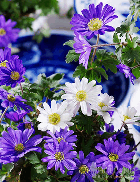 Beautiful Flowers Meme