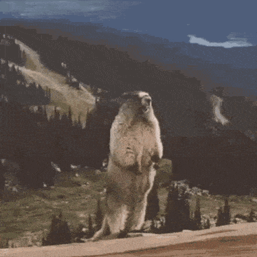 Beaver Shouting GIF
