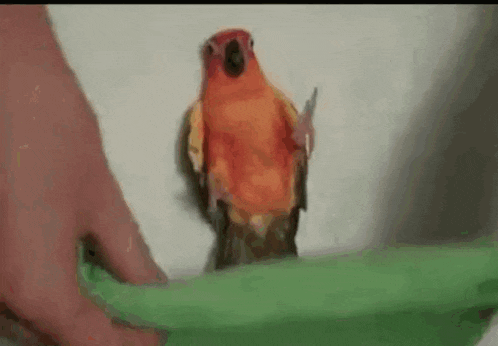 Bed Buffering GIF
