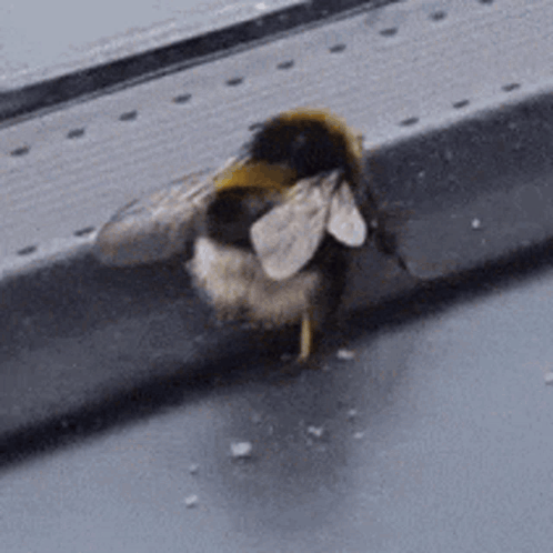 Bee GIF