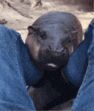 Begemot Attack Angry Begemot GIF