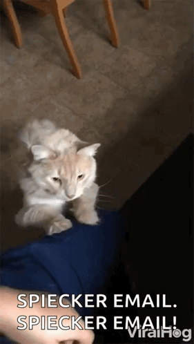 Begging For Attention Viralhog GIF