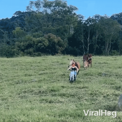 Being Chased Viralhog GIF