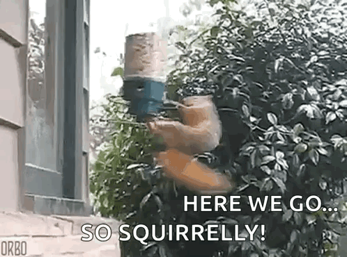 Being Squirrelly So Squirrelly GIF