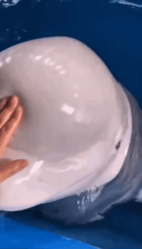 Beluga Beluga Whale GIF