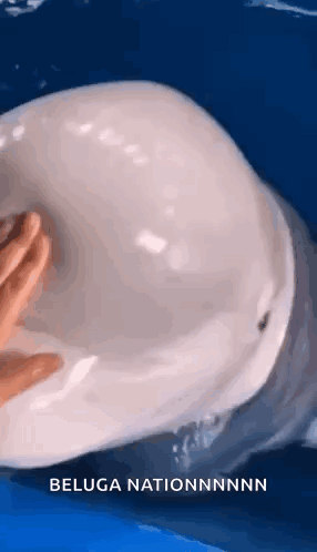 Beluga Beluga Whale GIF