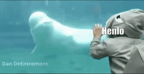 Beluga Henlo GIF