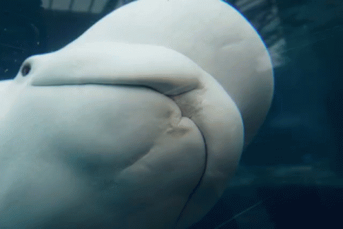 Beluga Kissing GIF