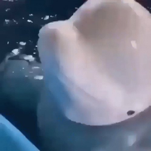 Beluga GIF