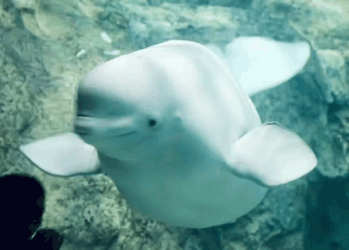Beluga No GIF