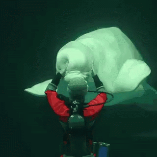 Beluga Squish GIF