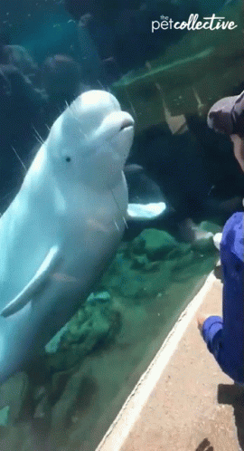 Beluga Whale Hey GIF