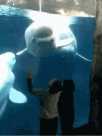 Beluga Whale GIF