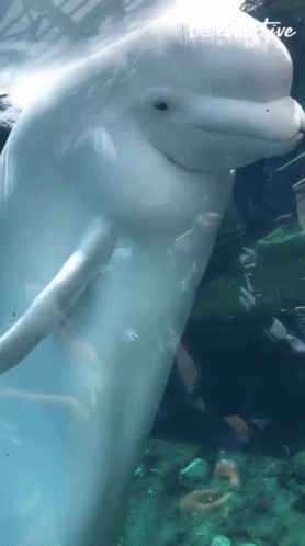 Beluga Whale Spit GIF