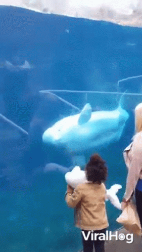 Beluga Whale Viralhog GIF