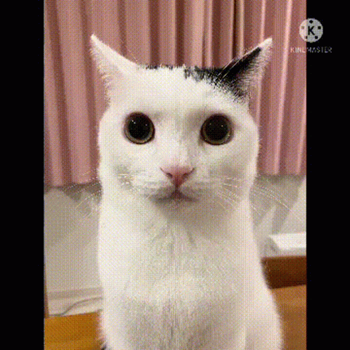 Bentley Takeru GIF