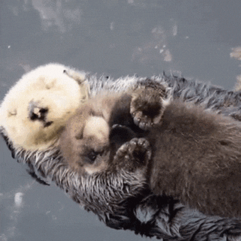 Best Friend GIF