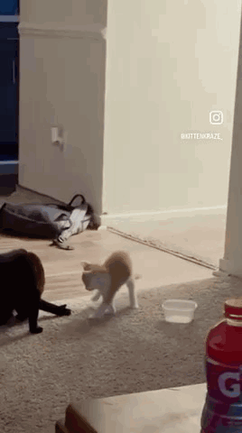 Betnyland Cat Attack GIF