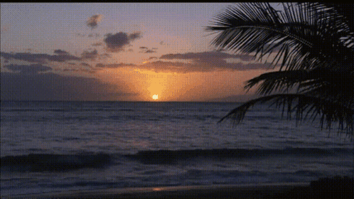 Bibeach GIF