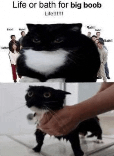 Big Boob Meme