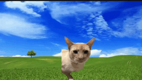 Big Cat Explode GIF
