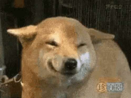 Big Chungus GIF. This 498 x 375 animated GIF is part of our shiba inu smile collection. Related themes include doge. Created by OlivePeel. View the original…
