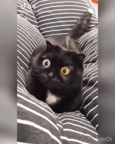 Big Eyes Cat GIF