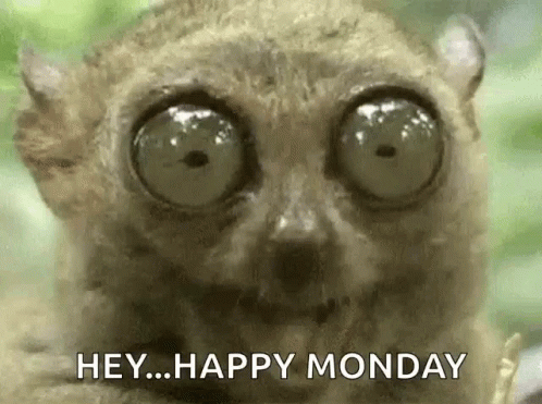 Big Eyes Tarsier GIF. This 498 x 371 animated GIF is part of our lustige montags collection. Related themes include cute, happy monday. Created by…