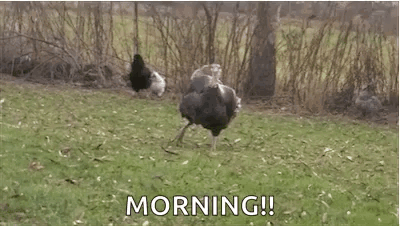 Big Neck Dancing Turkey GIF