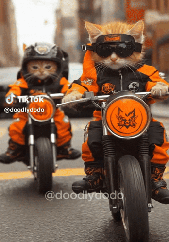 Biker Biker Cats GIF