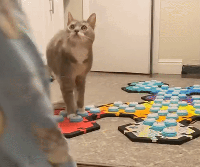 Billi Billispeaks GIF. This 403 x 337 animated GIF is part of our easy button collection. Related themes include cat. Created by leannleann. View the…