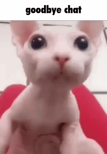 Bingus Goodbye GIF