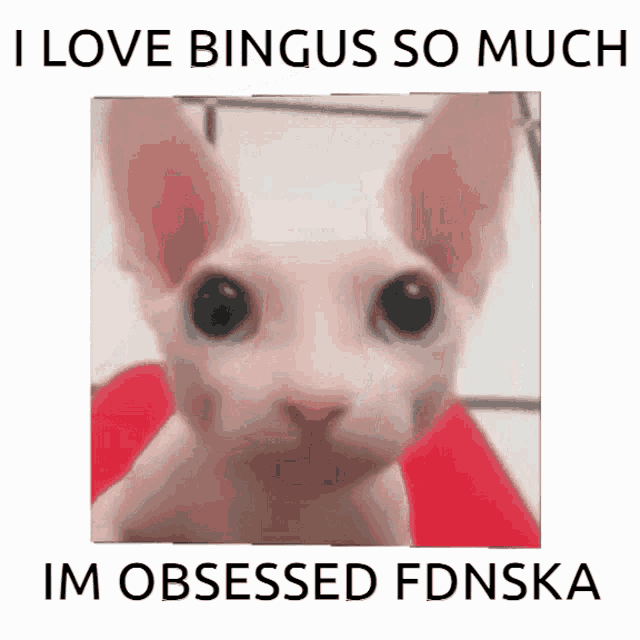 Bingus I Love Bingus GIF