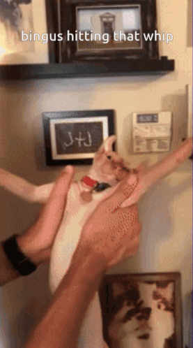 Bingus Whip GIF. This 277 x 498 animated GIF is part of our self flagellation collection. Related themes include whip. Created by a_p. View the original…