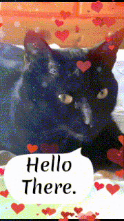 Binx Cat Kiss GIF