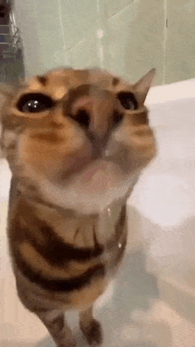 Biolit GIF