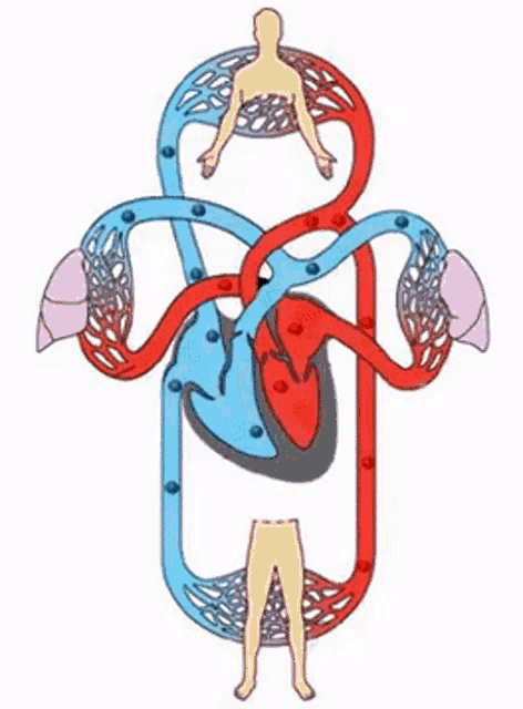 Biologi GIF