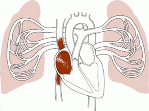 Biologi GIF