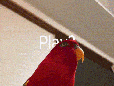 Birb Play GIF