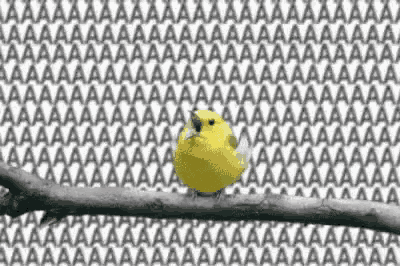 Bird Birb GIF
