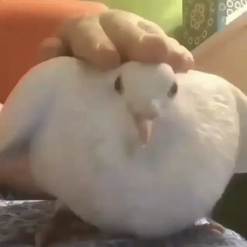 Bird Birb GIF. This 498 x 498 animated GIF is part of our funny pigeon collection. Related themes include birb, bird, cute. Created by Fwosty. View the…