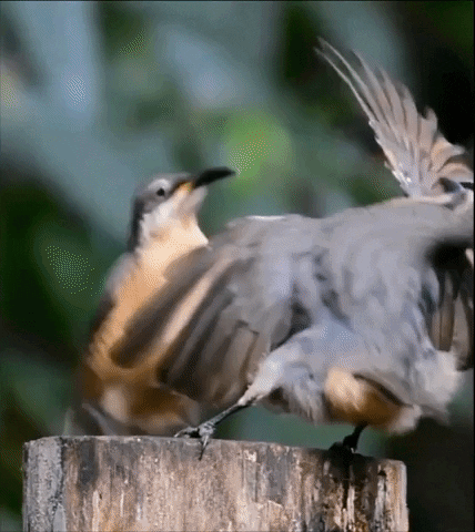 Bird Bird Dance GIF