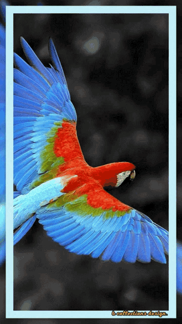 Bird Birds GIF