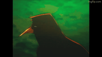 Bird Birds GIF